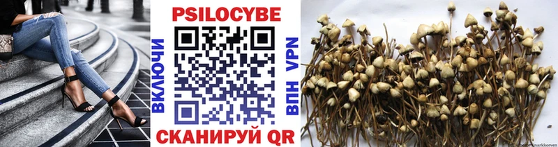 Галлюциногенные грибы Psilocybine cubensis  Купить где  Наволоки 